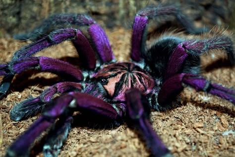 Tarantula Habitat, Spider Identification, Tarantula Hawk, Pet Tarantula, Exotic Pet, Small Lizards, Cute Lizard, Cool Bugs, Pink Toes