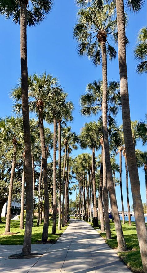 Palm Tree Florida, Living In Tampa Florida, Palm Beach Florida Aesthetic, Tampa Florida Outfits, Tampa Florida Aesthetic, Tampa Aesthetic, Miami Palm Trees, Florida Wallpaper, Florida Vibes