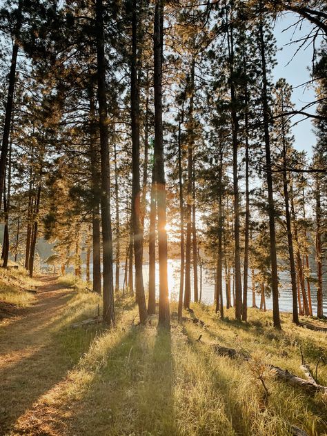 Pine Forest Aesthetic, Pine Trees Aesthetic, Pine Tree Aesthetic, Pine Trees Forest, Forest Sunset, Redwood Tree, Arbour Day, Baguio, Sunset Nature