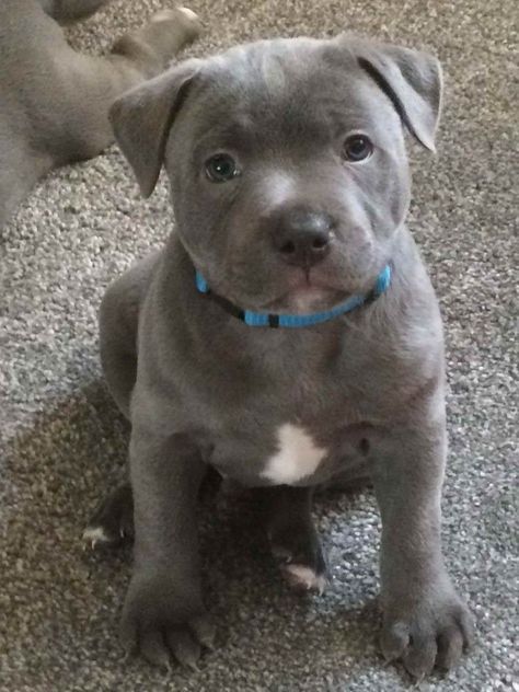 Pretty Pitbulls, English Staffy Puppies, Blue English Staffy, Staffordshire Bull Terrier Puppy, English Staffordshire Terrier, Blue Staffy Puppy, Staffy Bull Terrier, Bull Terrier Puppies, Staffordshire Bull Terrier Puppies