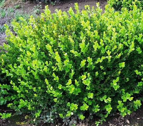 (1) Hedges - Garden View Landscape, Nursery and Pools Baby Gem Boxwood, Gem Boxwood, Winter Gem Boxwood, Green Velvet Boxwood, Boxwood Landscaping, Winter Shrubs, Boxwood Plant, Boxwood Garden, Front Garden Design