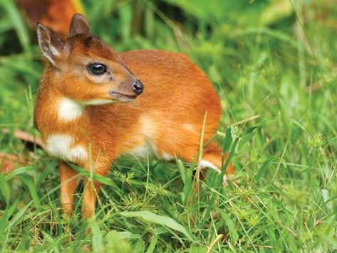 royal antelope African Antelope, Wild Deer, African Babies, Unusual Animals, Rare Animals, African Wildlife, African Countries, Wildlife Animals, African Animals