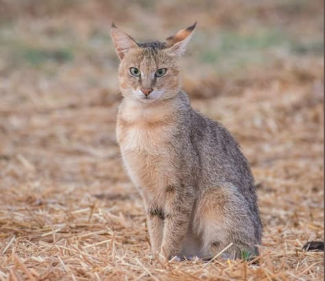 Jungle Cats, Wildlife Of India, Cat Habitat, Jungle Cat, Cat Species, Exotic Cats, Cat Condo, Animal Planet, Cat Mom