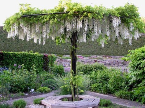 Beautiful white wisteria over an umbrella type frame! Garden Site, Wisteria Tree, Garden Vines, Most Beautiful Gardens, Pergola Patio, Garden Photos, Garden Trellis, Green Garden, Garden Layout