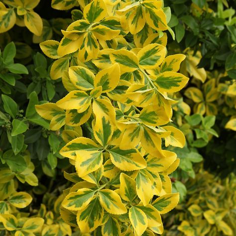 Euonymus Shrub, Backyard Bushes, Front Yard Shrubs, Golden Euonymus, Deck Plants, Shrubs For Landscaping, Fast Growing Evergreens, Low Maintenance Shrubs, Yellow Plants