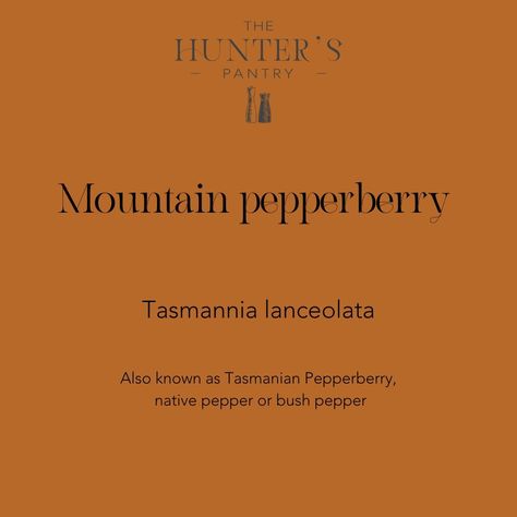 One of our favourite Australian Native ingredients Mountain Pepperberry (Tasmannia lanceolata), aka Tasmanian pepper, native pepper or bush pepper. This pepper is found in rainforests in Tasmania but also cool temperate forests in in south eastern Australia - it is even found in our own backyard in Barrington Tops. Traditionally, mountain pepper was used for both its antiseptic properties and its flavour. The fruit or berries would be used as a poultice for toothache. But it was also used... Mummy Peppers, Pepper Magical Properties, South African Peppermint Crisp Tart, Tasmanian Pepperberry, Pike Properties, Newcastle Nsw, Sbs Food, Native Australians, Pepper Steak