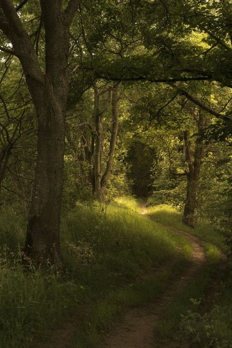 Duncan Aesthetic, Woods Aesthetic, Trees Aesthetic, Rural Photography, Wood Aesthetic, Forest Life, Woods Photography, Nature Pics, Pretty Landscapes