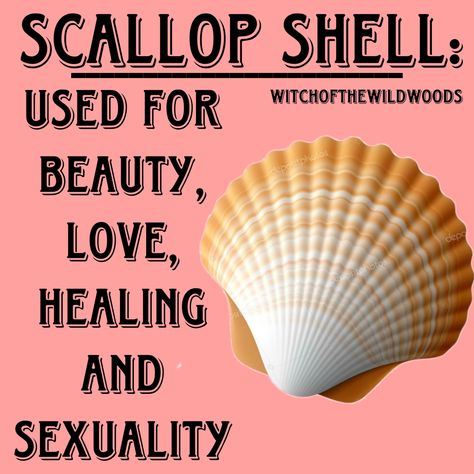 WitchOfTheWildWoods Shell Witchcraft, Seashell Meaning, Shells Meaning, Grimoire Topics, Siren Magic, Shell Meaning, Sp Manifestation, Shell Magic, Sea Witchcraft