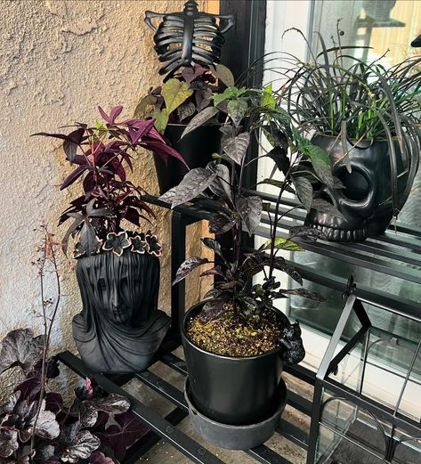 Spooky Plant Lady | My goth garden is making a comeback 🖤 #patiogarden #gothgarden #darkplants #gardening | Instagram Gothic House Plants, Goth Homestead, Spooky Plant, Gothic Gardens, Halloween Plants, Goth Garden, Gothic Garden, Black Garden, Unique Plants