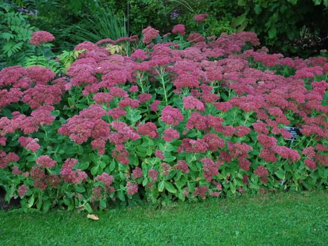 Hylotelephium spectabile ‘Brilliant’ Autumn Joy Sedum, Shade Perennial Garden, Part Shade Perennials, Dog Friendly Plants, Sedum Plant, Long Blooming Perennials, Drought Resistant Plants, Sun Perennials, Perennial Flowers