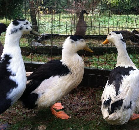 My Magpie drakes Magpie Duck, Duck Duck, Magpie, Great Friends, Ducks, Birds, Animals, Quick Saves