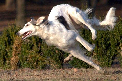 Cool Animals, Borzoi Dog, Dog Anatomy, Dog Poses, Alex G, Animal Study, Animal Portraits, Animals Funny, Pretty Animals