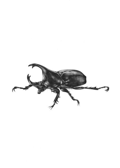 Rhinoceros Beetle Drawing, Cockroach Anatomy, Rhinoceros Beetle Tattoo, Beetle Drawing, Rhinoceros Beetle, Beetle Illustration, Philippine Eagle, Beetle Tattoo, Bug Tattoo