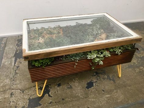 Hackney Botanical has created collection of terrarium tables made of reclaimed wood & glass. They feature sash-Windows as table tops. Window Terrarium, Table Terrarium, Terrarium Table, Indoor Landscaping, Reclaimed Windows, Plant Table, Urban Nature, Terrarium Diy, Window Frames