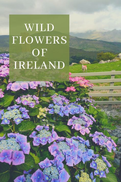 Keep an eye out for these colourful Irish wildflowers and plants while touring Ireland. Ireland Garden Ideas, Irish Garden Ideas, Celtic Garden, Irish Plants, Irish Flowers, Irish Countryside Aesthetic, Ireland Flowers, Irish Wild Flowers Tattoo, Irish Wildflowers Tattoo