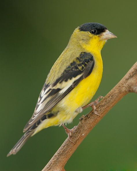 Lesser Goldfinch male Lesser Goldfinch, Claremont California, Goldfinch Bird, Garden Displays, Gold Finch, California Plants, Siskin, California Native Plants, Life List