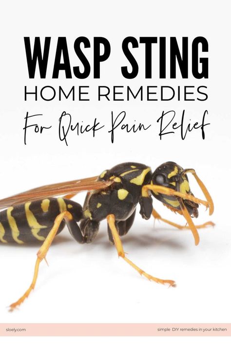 Wasp Sting Remedies Home Remedy For Wasp Sting, Essential Oil For Wasp Sting, Essential Oils For Wasp Stings, Natural Bee Sting Remedy, How To Treat A Wasp Sting, Hornet Sting Remedy, Bee Stings Relief Swelling, Wasp Sting Remedy Swelling, Red Wasp Sting