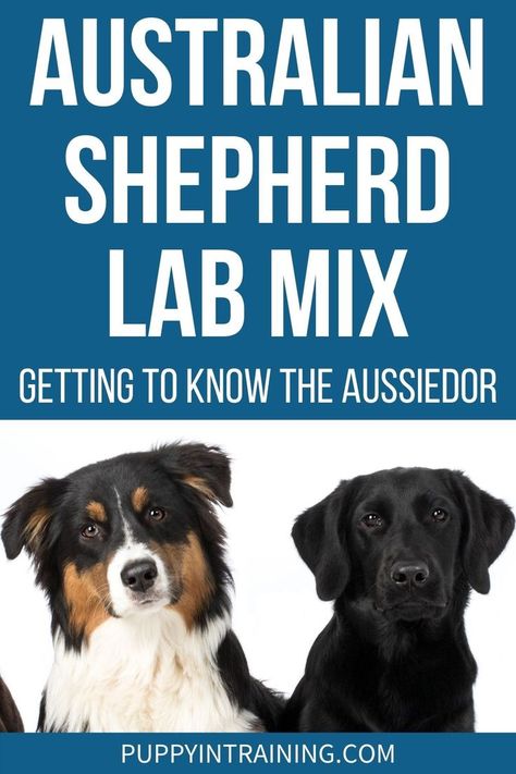 Australian Shepherd Lab Mix - Getting to Know The Aussiedor - Tricolor Australian Shepherd and Black Lab. Australian Shepherd Lab Mix, Mini Aussie Shepherd, Service Dogs Breeds, Lab Mix Puppies, Dog Breeds That Dont Shed, Shepherd Mix Dog, Aussie Shepherd, Australian Shepherd Mix, Dog Breeds Medium