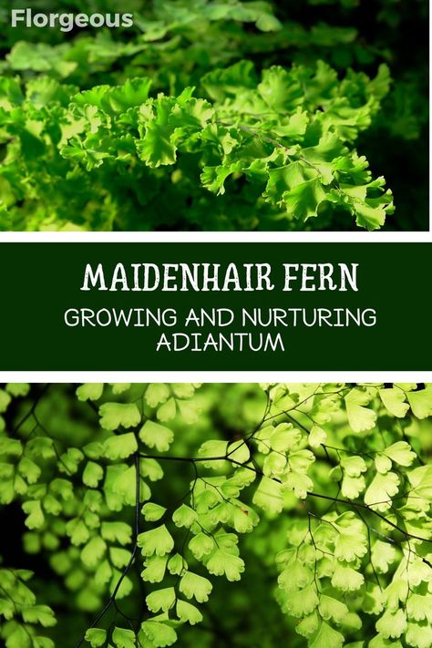 Discover the ultimate Maidenhair Fern care guide for cultivating lush Adiantum plants. Explore essential tips for successful growth, including light, humidity, and watering preferences. Uncover the secrets to maintaining the delicate fronds of this exquisite fern variety. Whether you're a beginner or seasoned gardener, learn how to create an ideal environment that mimics the Maidenhair Fern's natural habitat. Maidenhair Fern Care, Fern Varieties, Fern Care, Maiden Hair, Ferns Care, Types Of Houseplants, Edging Plants, Maidenhair Fern, Instead Of Flowers