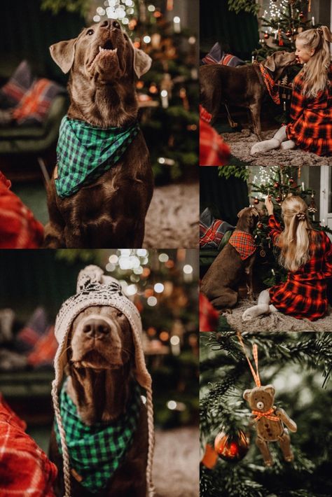 Christmas Pic With Dog, Christmas Card With Dog Single, Christmas Card Picture Ideas With Dog, Christmas Photoshoot Dog Family Pictures, Family Christmas Cards Photo Ideas With Dogs, Christmas Card Photo With Dog, Dogs Christmas Pictures, Dog Photography Christmas, Family Christmas Pictures With Dog