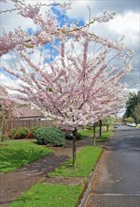 Yoshino Flowering Cherry - Prunus yedoensis ‘Akebono’ - PNW Plants Pnw Plants, Prunus Yedoensis, Plant Images, Cherry Blossom, Blossom, Cherry, Plants