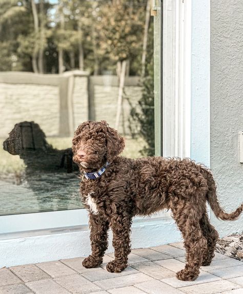 Labradoodle Medium, Chocolate Goldendoodle, Brown Poodle, Pretty Pets, Bernedoodle Puppy, Dream Dog, Goldendoodle Puppy, Cute Dogs And Puppies