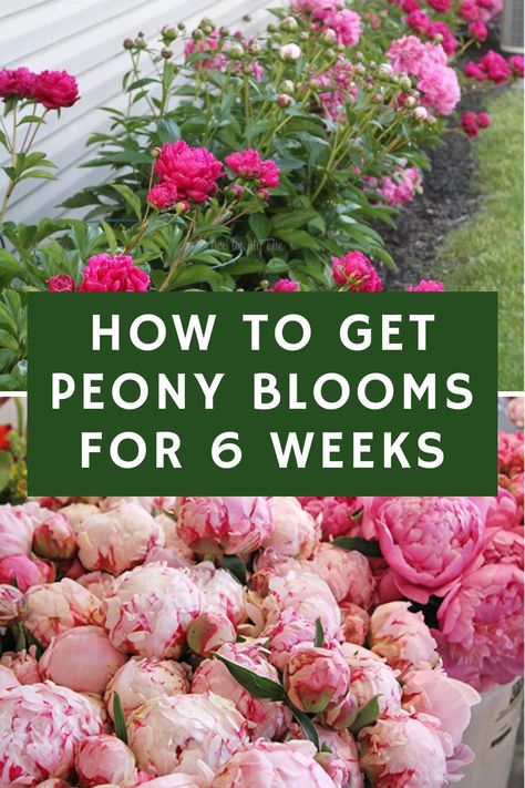 How To Support Peonies, Peony Flower Types, Peonies And Roses Garden, Peony Landscaping Garden Design, Peony Flower Bed Garden Ideas, Peony Care After Bloom, Companion Plants For Peonies, Peony And Rose Garden, Peony Bush Landscaping