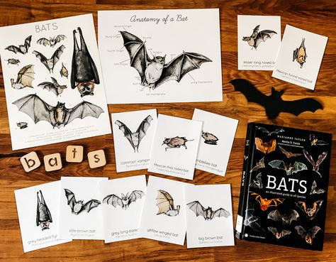 This simple nature study is perfect addition to you bat study! The 15 page pdf download includes: Book List Bat Poster (featuring 10 species) Flashcards-includes common and scientific name 3-Part Cards Bat Anatomy Poster Art Study Public domain poetry Please Note: This purchase is for your personal use only, not for resale or redistribution in any way. Do not share these files. Any books or other materials are for staging purposes only and are not included with your purchase. These are digital f Bat Anatomy, Nature School, Montessori Toddler Activities, Sequencing Activities, Homeschool Classroom, Forest School, Preschool Curriculum, Unit Study, Nature Study