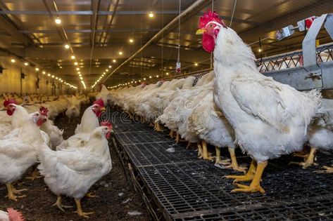 Breeding roosters and hens for meat feed inside the breeding area of a poultry farm, in Brazil stock images Poultry Farm, Brazil, Rooster, Photo Image, Stock Images, Stock Photos, Meat