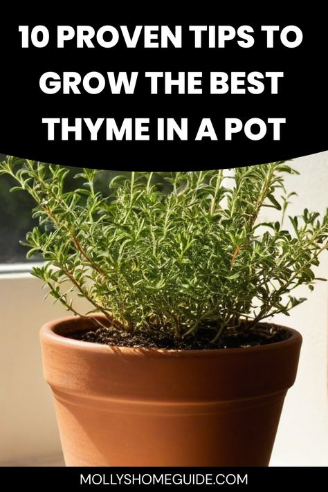 Discover the secrets of successfully growing thyme in a pot with this helpful guide. Learn how to provide the ideal conditions for your thyme plant to thrive and yield abundant harvests. Whether you're a seasoned gardener or just starting out, these expert tips will ensure your potted thyme plant flourishes all year round. From proper watering techniques to choosing the right soil mix, you'll find everything you need to know about cultivating healthy and fragrant thyme right at home. How To Grow Thyme, Grow Thyme, Growing Thyme, Thyme Plant, Creeping Thyme, Backyard Vegetable Gardens, Overwintering, Vegetable Gardens, Decorative Pots