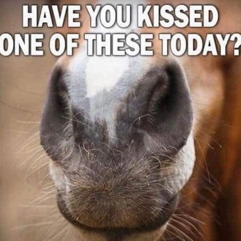 Funny Horse Quotes Hilarious, Funny Horse Quotes, Horse Puns, Equestrian Clothes, Horse Quotes Funny, Horse Jokes, Equestrian Quotes, Quotes Hilarious, Horse Supplements