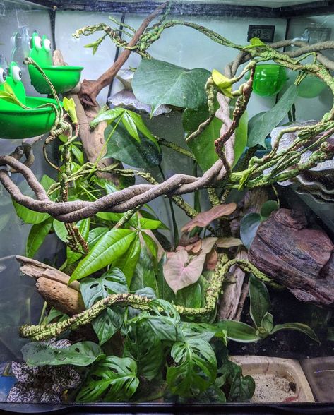 Green Tree Frog Enclosure, Tree Frog Tank Setup, Milk Frog Terrarium, Whites Tree Frog Terrarium Ideas, Dumpy Frog Terrarium, Amazon Milk Frog Terrarium, Green Tree Frog Terrarium, Whites Tree Frog Enclosure, White Tree Frog Enclosure