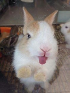 Pet Bunny Rabbits, Silly Rabbit, Cute Bunny Pictures, Cute Small Animals, Silly Cats Pictures, Bunny Pictures, Pet Bunny, Embarrassing Moments