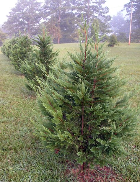 Leyland cypress are one of the most commonly planted landscape trees. But, poor site selection and disease pressure, may soon send them the way of red tips and Bradford pears. Leland Cypress Christmas Tree, Lusterleaf Holly, Ilex Latifolia, Leland Cypress Trees, Leland Cypress, Leyland Cypress Trees, Cypress Plant, Cyprus Trees, Monterey Cypress