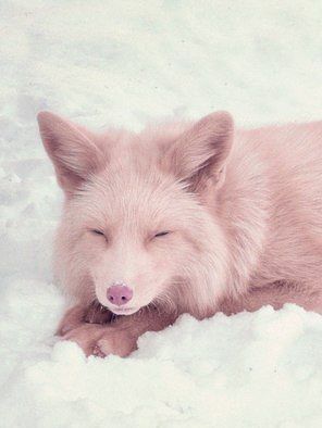 Pink Fox Aesthetic, Pink Champagne Fox, Pink Wolf, Fabulous Fox, Wolf Images, Fox Spirit, Pink Fox, Extinct Animals, Cute Wild Animals