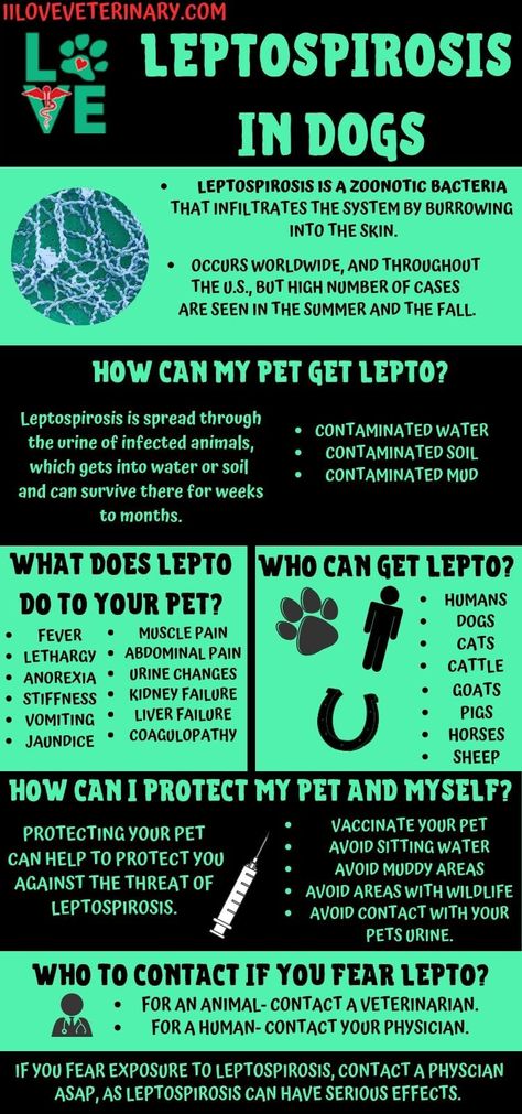 Veterinary Emergency And Critical Care, Vet Tech Nerd Book, Vet Tech Tips, Vet Receptionist Cheat Sheet, Vet Med Quotes, Vtne Prep Veterinary Technician, Vet Tech Cheat Sheet, Veterinary Infographics, Vet Tech Prep