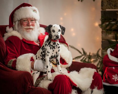 Pet Santa Photos, Christmas Pet Photos, Dog Christmas Pictures, Dogs Christmas, Santa Photos, Santa Pictures, Dog Photoshoot, Christmas Mini Sessions, Dalmatian Puppy