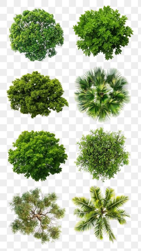 Tree Png Photoshop, Tree Top View Png, Plant Top View, 2d Tree, Tree Plan Png, Tree Top View, Png Nature, Png Top, Trees Top View