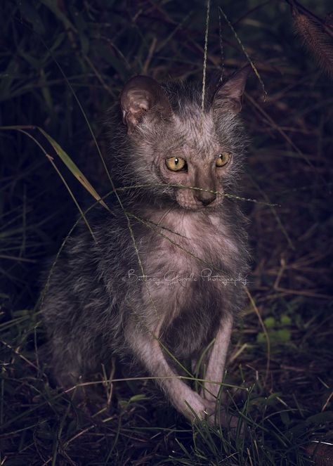 Meet the Lykoi: An Odd New Breed of "Werewolf" Cats - My Modern Met Lykoi Cat Aesthetic, Cats Weird, Weird Pets, Werewolf Cat, Lykoi Cat, Cat Personalities, Selective Breeding, Munchkin Cat, Cat Spray