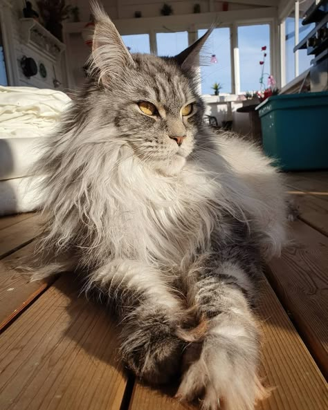 Main Coone Cat Aesthetic, Grey Mainecoon Cat, Maincoon Cat Big, Maine Coone Aesthetic, Mane Coone Cats, Mainecoon Cat Aesthetic, Huge Cats, Maine Coone Kitten, Main Coone Cat