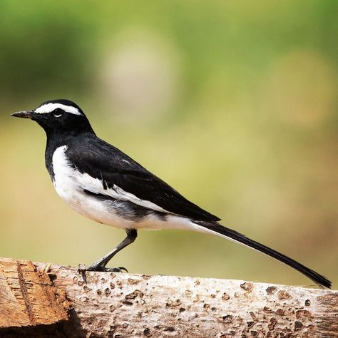 The White-browed Wagtail or Large Pied Wagtail or Motacilla Maderaspatensis is a medium sized insectivorous bird but the largest of the… Pied Wagtail, Blue Jay, Birds, Animals, White