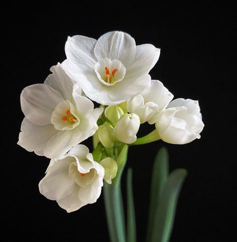 Ep. 126 - Are Paperwhites "Houseplants"? — Plant Daddy Podcast Paperwhite Flowers, Birth Flower Tattoos, Nothing But Flowers, Line Tattoos, Flower Beauty, Birth Flowers, Winter Time, Flower Tattoos, Daffodils