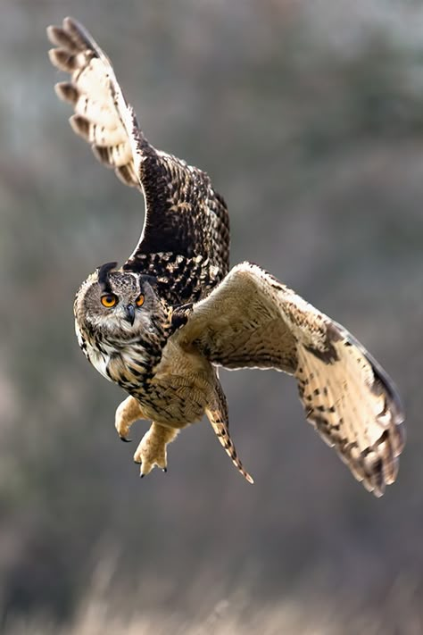 be unique | nature and landscape blog — brazenbvll: Owl → (©) Owl Flying, Awesome Owls, Owl Pictures, Great Horned Owl, Beautiful Owl, Owl Tattoo, Owl Bird, Snowy Owl, Owl Art