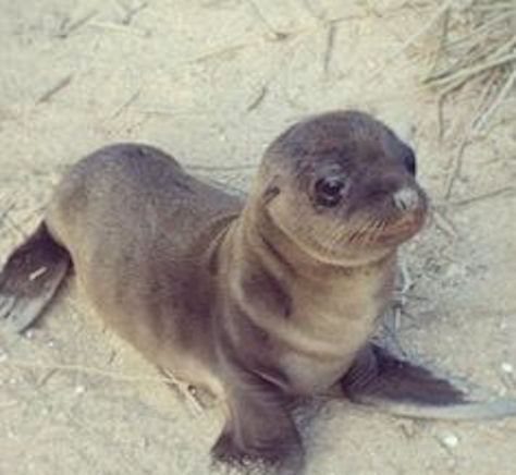 Baby Sea Lion, Exotic Mammals, Lion Baby, Mermaid Baby, Baby Seal, The Secret World, Baby Mermaid, Incredible Creatures, Sea Lion