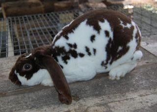 Velveteen Lop Rabbit, Lop Rabbit, Pet Bunny Rabbits, Mini Lop, Bunny Images, Fun Buns, Woman Suit, Animal Reference, Rabbit Lover