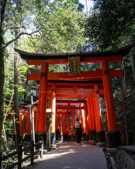 The iconic red arches of Fushimi Inari shrine in Kyoto snake up the hillside and is probably one of the most iconic sites in Japan. The temple is dedicated to the Shinto god of rice, with many foxes, the messenger of the god, found throughout the grounds. The Senbon Torii or “thousands of torii gates” are donated by individuals and companies, each with the donator’s name and the date of the donation inscribed on the back of each gate. My photos make it look like there are only a handful ... Shinto Temple, Japan Shrine, Fushimi Inari Shrine, Inari Shrine, Solo Travelling, Japan Temple, Fushimi Inari, Travelling Around The World, World Traveller