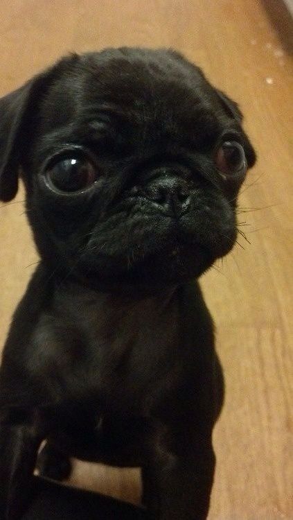 I want this thing so bad Black Pugs, Black Pug Puppies, Cute Pug Puppies, Baby Pugs, Pug Pictures, Baby Black, Black Pug, Black Boy, Pug Puppies