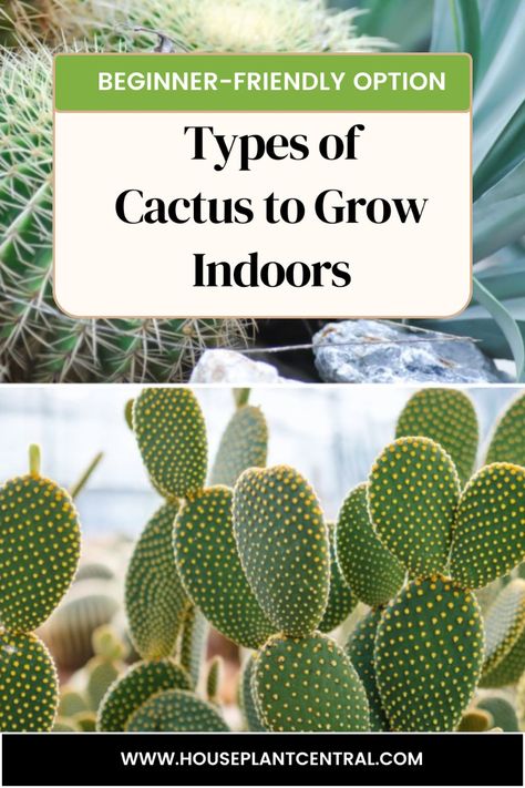 Cacti are commonly grown as houseplants, making ornamental and decorative additions to indoor spaces. Their low-watering needs mean they are a popular, beginner-friendly option. Cactus Plants Aesthetic, Cacti Houseplant, Unusual Cactus, Cactus Plants Indoor, Cactus Names, Fairy Castle Cactus, Rat Tail Cactus, African Milk Tree, Opuntia Microdasys