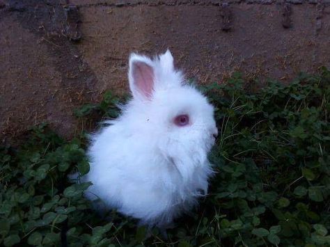 Albino Lionhead rabbit Albino Bunny, Albino Rabbit, Lionhead Bunny, Lionhead Rabbit, Original Characters, Baby Bunnies, Rabbits, Baby Animals, Anatomy