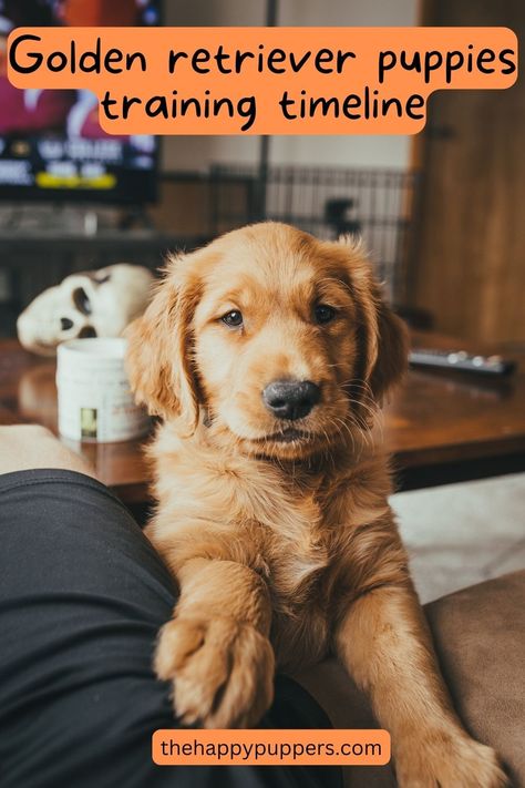 One thing can be said for certain. The golden retriever puppies are one of the cutest you will see. Because of this, they are in high demand amongst dog guardians. Whether you are thinking to get a golden retriever puppy or already have one, this post is for you. #goldenretriever #dogtraining #dogtrainingtips #thehappypuppers #dogs #dogbreed Puppy Temperament Test, Getting A Golden Retriever Puppy, Golden Retriever Puppy Essentials, 5 Month Old Golden Retriever, Golden Retriever Tricks, Golden Retriever Toys, Golden Retriever Puppy Must Haves, English Cream Golden Retriever Aesthetic, Training A Golden Retriever Puppy